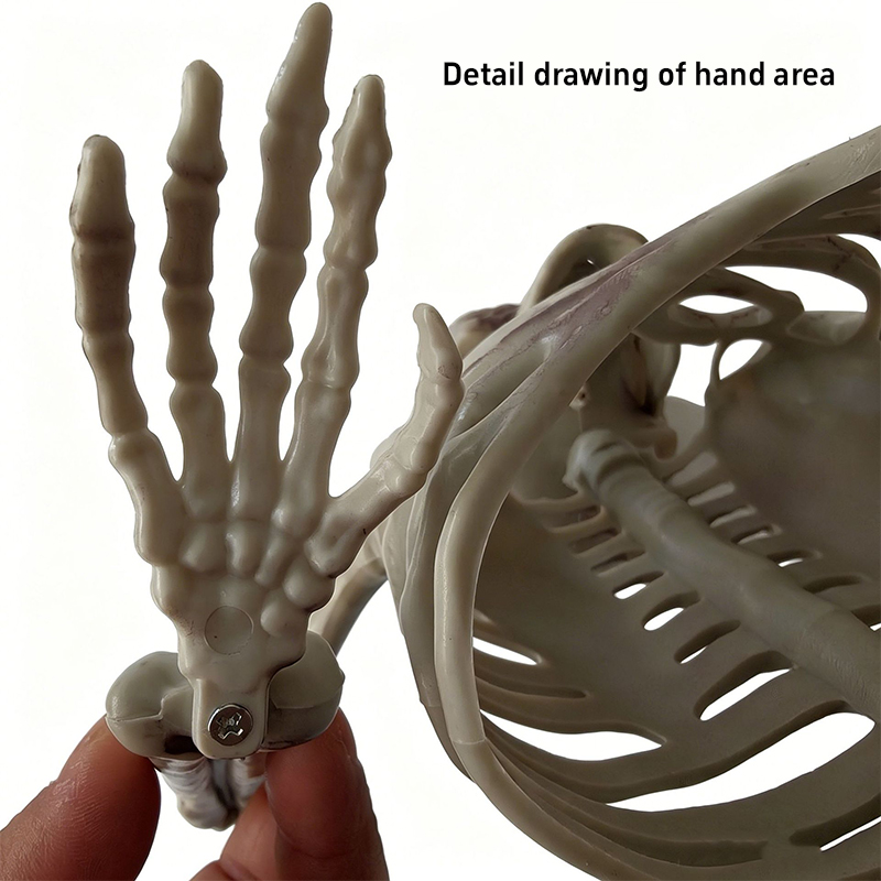 زينة جمجمة نصف هيكل عظمي مرعبة - مراجعة Halloween Skeleton Decoration وسعره